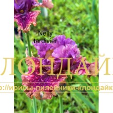 NELLY TARDIVIER