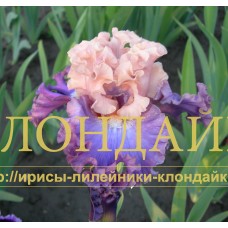 NEPRERYVNY KASKAD ( Непрерывный каскад )
