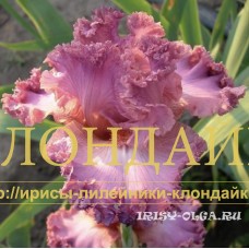 NESRAVNENNAYA KRASAVITSA ( НЕСРАВНЕННАЯ КРАСАВИЦА )