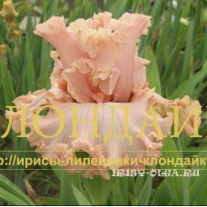 NEZHNAYA ROSA ( НЕЖНАЯ РОЗА )