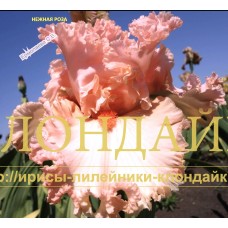 NEZHNAYA ROZA ( НЕЖНАЯ РОЗА )