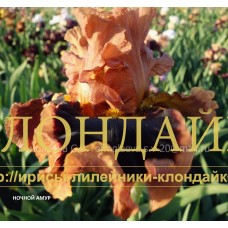 NOCHNOY AMUR ( НОЧНОЙ АМУР )