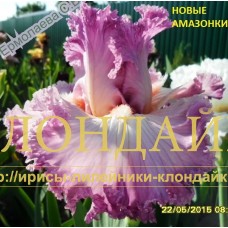 NOVYYE AMAZONKI ( НОВЫЕ АМАЗОНКИ )