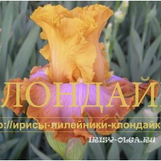 OGNENNAYA DUGA ( ОГНЕННАЯ ДУГА )