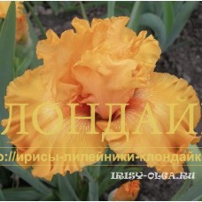 OGNENNOYE PLAMIA ( ОГНЕННОЕ ПЛАМЯ )