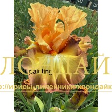 OIL PAITING