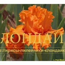 ORANGE BLAST