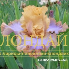 ORANGEVOE TANGO ( ОРАНЖЕВОЕ ТАНГО )