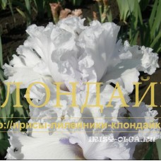 ORENBURGSKIY PLATOK ( ОРЕНБУРГСКИЙ ПЛАТОК )