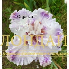 ORGANZA
