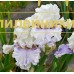 ORGANZA