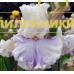 ORGANZA