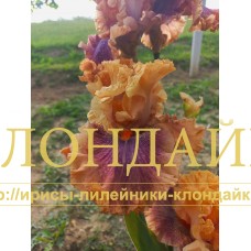 ORIENTAL CHIFON