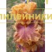 ORIENTAL CHIFON