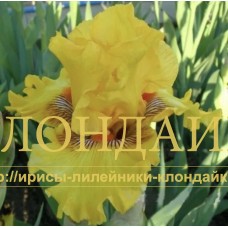 OTLICHITELNAYA CHERTA ( Отличительная черта )