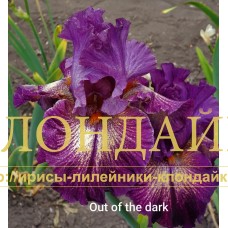 OUT OF THE DARK