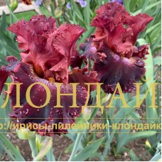 PYANAYA VISHNYA (Пьяная вишня)