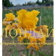 PADISHAKH