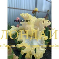 PALE SUNLIGHT