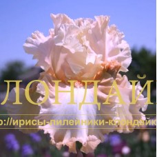 PEACHES AND DREAMS