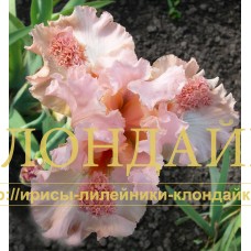 PERNATY GOST (Пернатый гость)