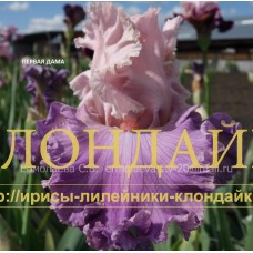 PERVAYA DAMA (Первая дама)