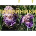 PERVAYA DAMA (Первая дама)
