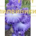 PIRATY XX VEKA (Пираты XX века)