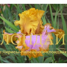 PLATITSE S RIUSHEM (Платьице с рюшем)