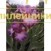 PODVESKA KOROLRVY (Подвеска королевы)