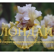 POETIC DREAM