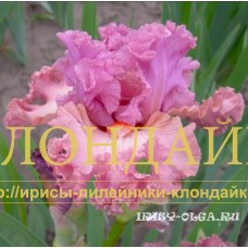 POZNAKOMSIA SO MNOY ( ПОЗНАКОМЬСЯ СО МНОЙ )