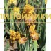 PTITSA FENIKS (Птица феникс)