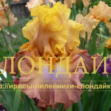 PTITSA FENIKS (Птица феникс)