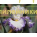 PURE INTENTIONS