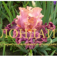 PYSHNAYA VECHERINKA (Пышная вечеринка)