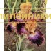 RADUZHNY SPEKTR (Радужный спектр)
