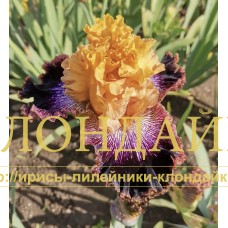 RADUZHNY SPEKTR (Радужный спектр)