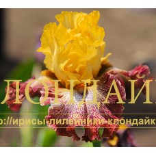 RAINING CATS AND DOGS