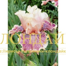 READ BETWEEN THE LINES