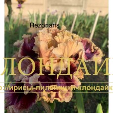 REZONANS
