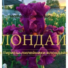ROMANTIC GENTLEMAN