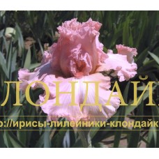 ROMANTIC LYRIC