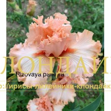 ROZOVAYA PANTERA