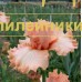 ROZOVAYA PANTERA