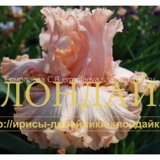 ROZOVAYA PANTERA ( РОЗОВАЯ ПАНТЕРА )