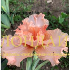 ROZOVAYA RAKUSHKA