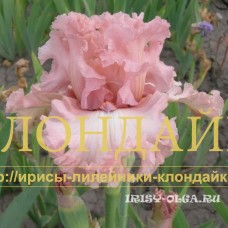 ROZOVY BRILLIANT (Розовый бриллиант)