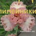 ROZOVY BRILLIANT (Розовый бриллиант)