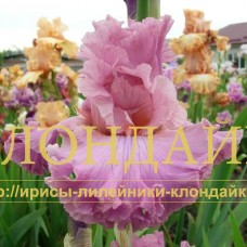ROZOVY KASKAD (Розовый каскад)